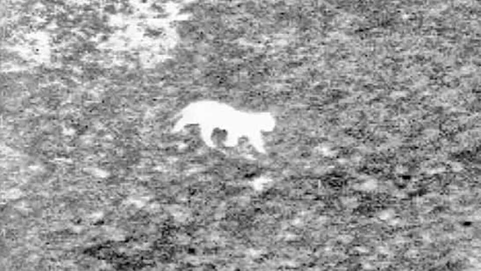 Arrageois: Le puma aurait de nouveau été aperçu 